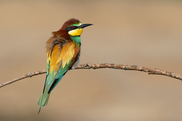 Beautiful nature scene with European bee-eater Merops apiaster. Wildlife shot of European bee-eater Merops apiaster on branch. European bee-eater Merops apiaster in the nature habitat.