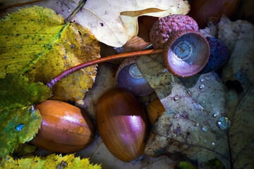 Jesienne Żołędzie © Wojciech Lisiński