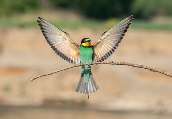 Beautiful nature scene with European bee-eater Merops apiaster. Wildlife shot of European bee-eater Merops apiaster on branch. European bee-eater Merops apiaster in the nature habitat.