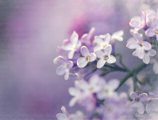 Naklejka na ściany i meble lilac flowers