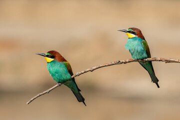 Beautiful nature scene with European bee-eater Merops apiaster. Wildlife shot of European bee-eater Merops apiaster on branch. European bee-eater Merops apiaster in the nature habitat.