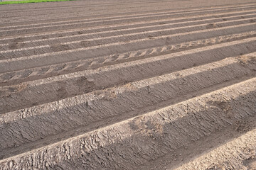 plowed and potato-planted fields, farmland of farmers, long rows of beds, fertile land, vegetable production concept, national economy, harvest