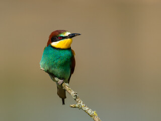 Beautiful nature scene with European bee-eater Merops apiaster. Wildlife shot of European bee-eater Merops apiaster on branch. European bee-eater Merops apiaster in the nature habitat.