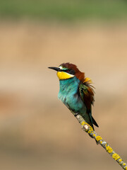 Fototapeta premium Beautiful nature scene with European bee-eater Merops apiaster. Wildlife shot of European bee-eater Merops apiaster on branch. European bee-eater Merops apiaster in the nature habitat.