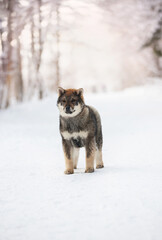 Profile Portrait of an Shikoku puppy standing in winter. Shikoku ken puppy. Kochi-ken dog