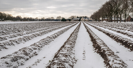 Converging asparagus beds in a Dutch field in the winter season. A layer of snow is on the field...