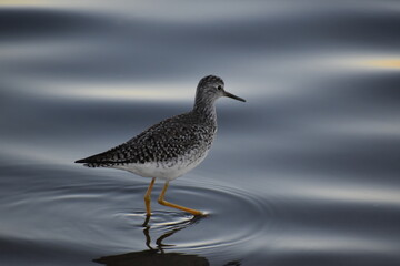 Obraz premium pitotoy