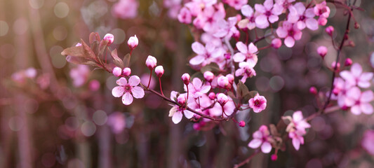 Spring flower background banner panorama - Pink beautiful blooming cherry blossoms ( Prunus )with...