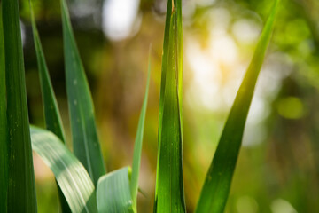 green grass background
