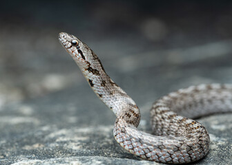 Southern smooth snake (Coronella girondica)