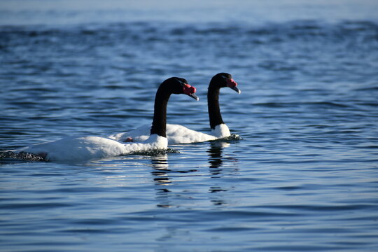 cisne cuello negro