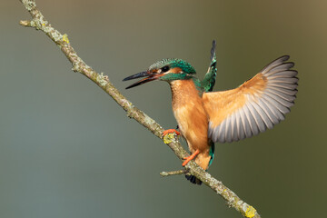 Beautiful nature scene with Common kingfisher (Alcedo atthis). Wildlife shot of Common kingfisher (Alcedo atthis) on the branch. Common kingfisher (Alcedo atthis) in the nature habitat.