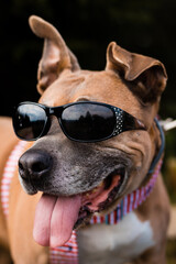 Wesoły pies Amstaff w okularach  uśmiecha się © Adam