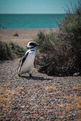 Obraz premium Cute south pole penguin who walks alone. Patagonia, Argentina