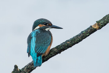 Beautiful nature scene with Common kingfisher (Alcedo atthis). Wildlife shot of Common kingfisher (Alcedo atthis) on the branch. Common kingfisher (Alcedo atthis) in the nature habitat.