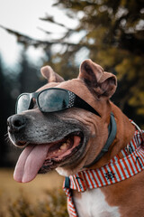 Wesoły pies Amstaff w okularach  uśmiecha się © Adam