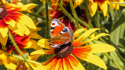 a butterfly perched on a flower is collecting nectar © Adam