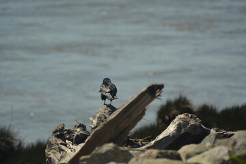 cormorant on the beach