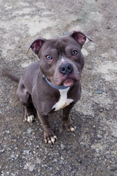 mały amstaff siedzi patrząc błagalnym wzrokiem 