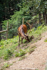 deer in the forest in catalan Pyrenees