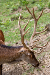 deer in the forest in catalan Pyrenees