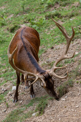 deer in the forest in catalan Pyrenees