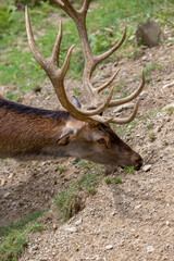 deer in the forest in catalan Pyrenees