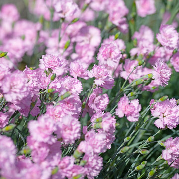 Bl&uuml;hende Nelken, Dianthus, im Garten