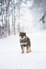 Portrait of an Shikoku puppy standing in winter forest. Shikoku ken puppy. Kochi-ken dog