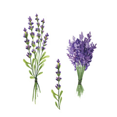 Watercolor lavender on the white background