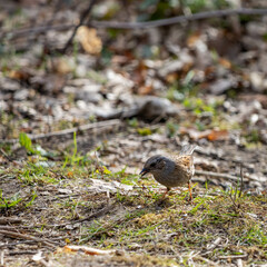 Dunnock (Hedge accentor) on the canopy floor