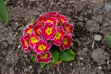 flower in the garden