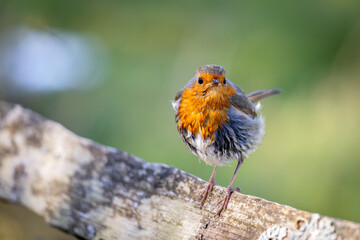 Mystery of the wet Robin on a sunny spring day