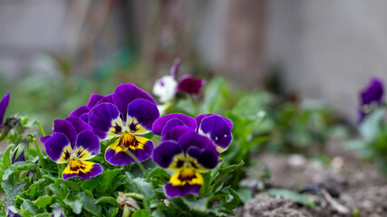 purple crocus flowers