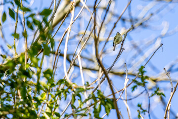 Goldcrest (Regulus regulus) perched in atree in springtime
