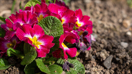 flowers in the garden