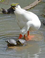 white swan and turtles - 428837177