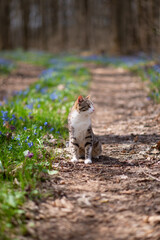 Photo of a cat in a spring forest among flowers.