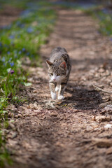 Photo of a cat in a spring forest among flowers.