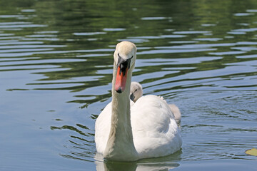 Swan on the River Teign	