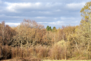 Fototapeta premium Edge of a forest on a beautiful early spring afternoon, use as a background