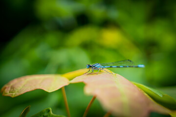 Blue dragonfly on a leaf