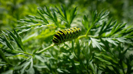 Caterpillar on a plant stem