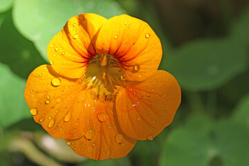 Drops on a nasturtium flower after rain	