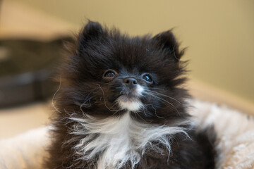 Adorable small Pomeranian puppy gets portrait taken