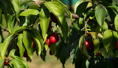 ripe red dogwood berries in the sun in the shade of leaves.Summer season

