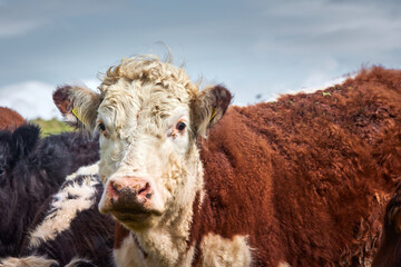 group of cows t veal looking to camera curiously in a meadow