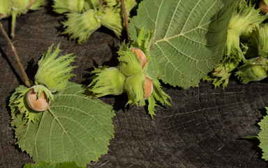 hazel nuts in green peel with leaves on a dark wooden background. Harvesting concept