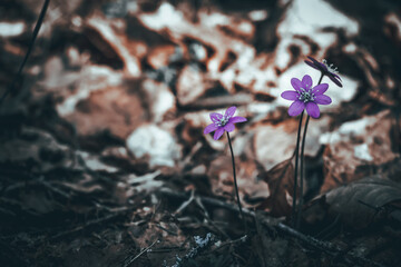 flowers in the forest