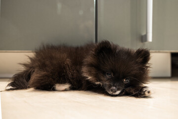 Tired Pomeranian puppy awakes from nap on kitchen floor